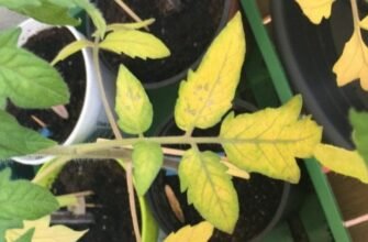 Оптимальний час для кроплення картоплі від фітофтори: поради експертів