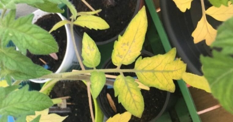 Оптимальний час для кроплення картоплі від фітофтори: поради експертів