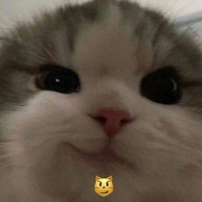 Ознаки, що відрізняють зайцеподібних від гризунів: виберіть із варіантів