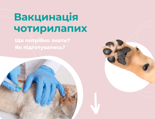 Побічні ефекти щеплення від сказу у собак: що потрібно знати власникам