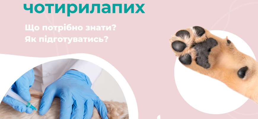 Побічні ефекти щеплення від сказу у собак: що потрібно знати власникам