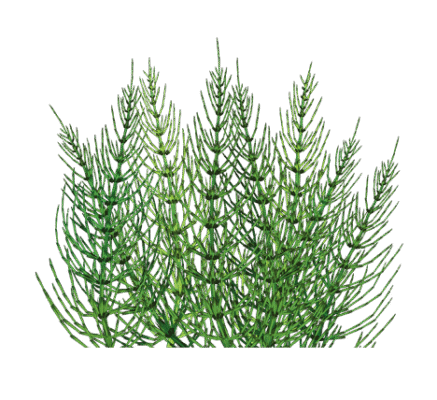 Польовий хвощ: лікарські властивості та для чого використовується