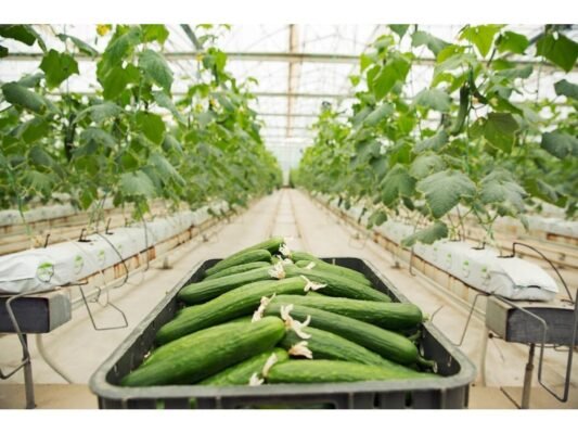Посібник з вирощування огірків в теплиці: від підготовки до збору врожаю