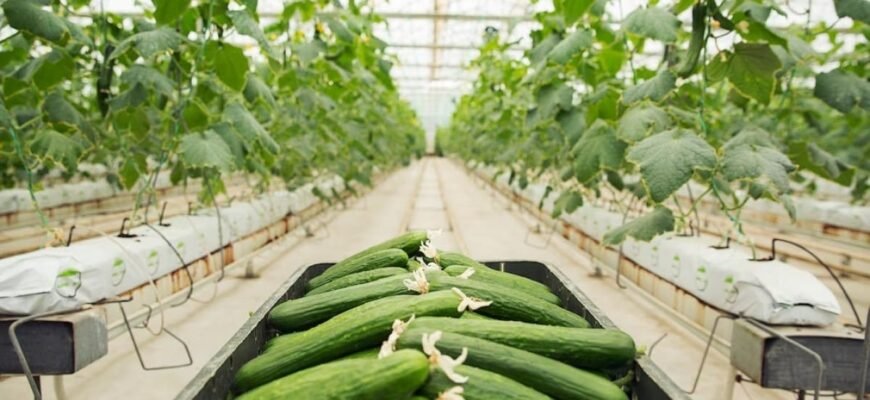 Посібник з вирощування огірків в теплиці: від підготовки до збору врожаю