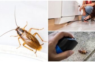 Причини появи тарганів: що викликає розповсюдження в будинках?