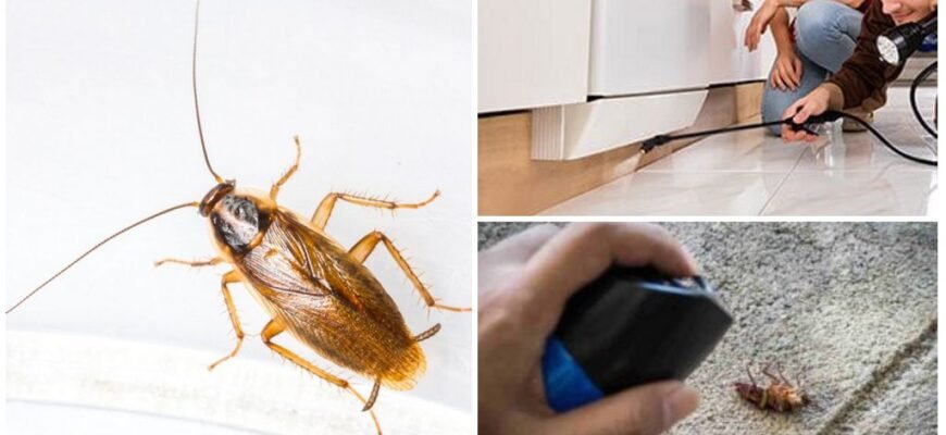 Причини появи тарганів: що викликає розповсюдження в будинках?