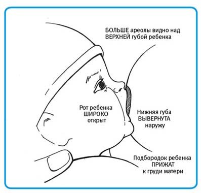 Правильне прикладання до грудей