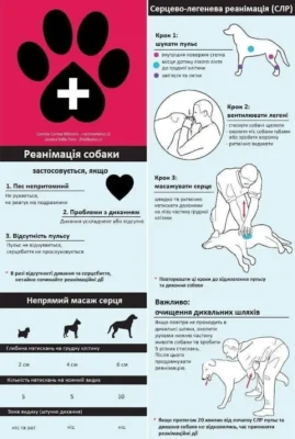 Причини Смерті Собак: Основні Загрози для Життя Вашого Улюбленця