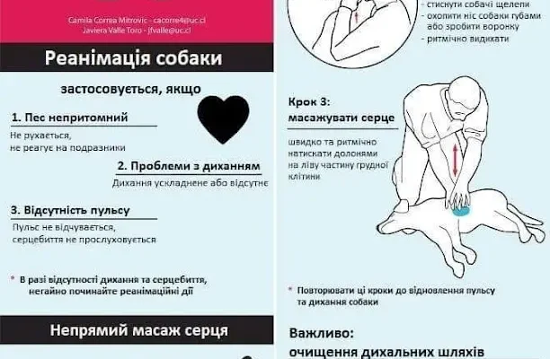 Причини Смерті Собак: Основні Загрози для Життя Вашого Улюбленця