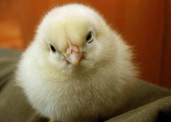 Причини загибелі курей: як уникнути хвороб і покращити виживаність