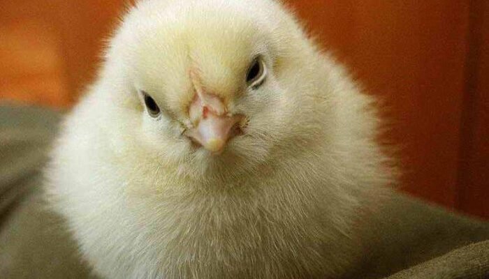 Причини загибелі курей: як уникнути хвороб і покращити виживаність