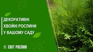 Ридоміл® Голд R — фунгіцид для захисту винограду з експортними ...