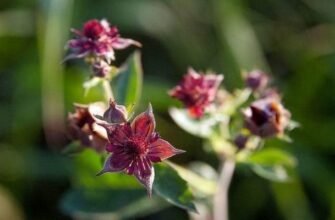 Сабельник болотний: від яких захворювань допомагає цей цілющий засіб?