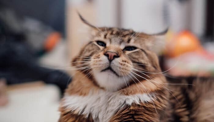 Що дати коту від рвоти: ефективні засоби та поради ветеринарів