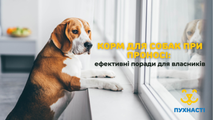 Що можна дати собаці від проносу: ефективні та безпечні засоби