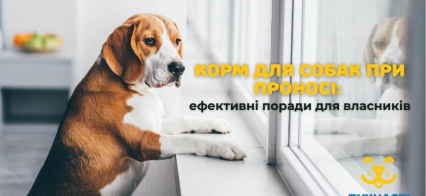 Що можна дати собаці від проносу: ефективні та безпечні засоби