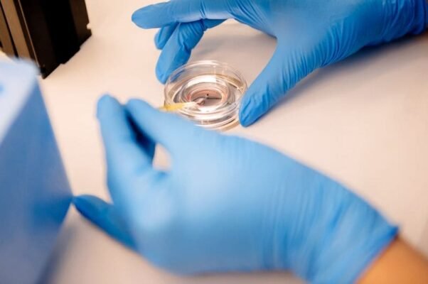 Штучне запліднення від донора: ключові моменти та переваги процедури