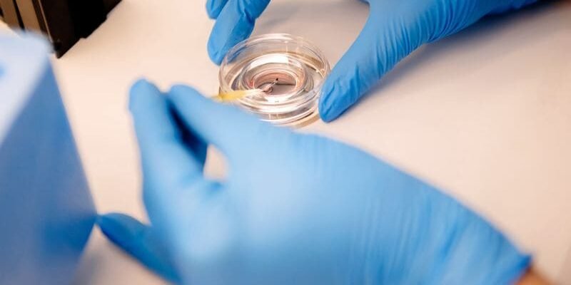 Штучне запліднення від донора: ключові моменти та переваги процедури