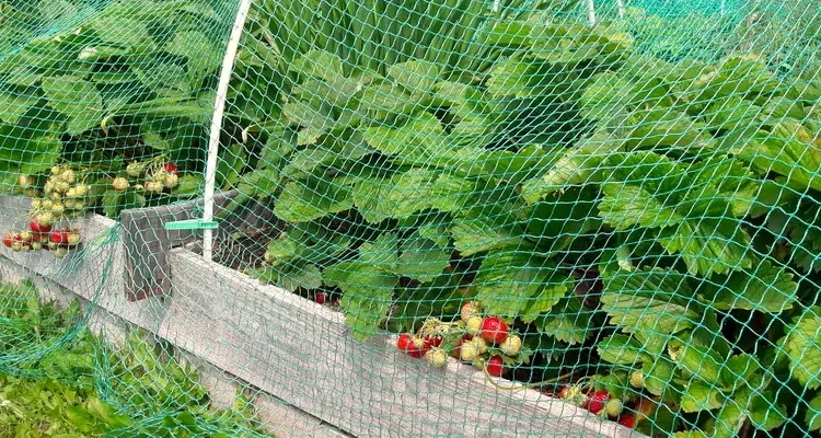 Сітка від птахів 8х10: Захист вашого врожаю ефективно та надійно