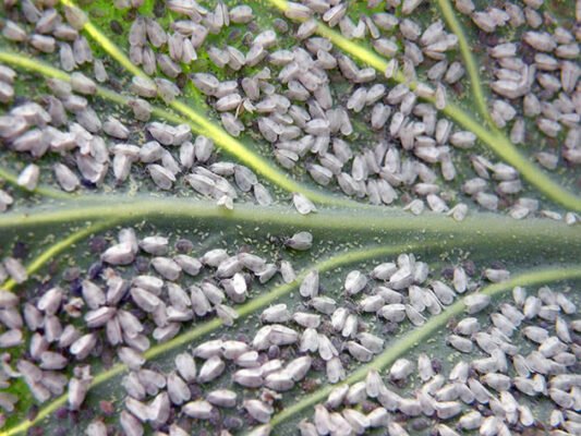 Темпи розмноження білокрилки: як зупинити шкідника на ділянці