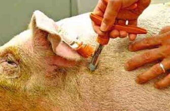 Вакцина від чуми: сучасні підходи та ефективність захисту