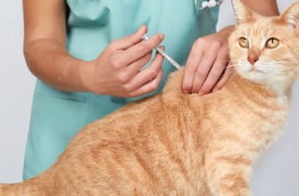 Вакцинація котів: ефективний захист від лишаю для вашого улюбленця