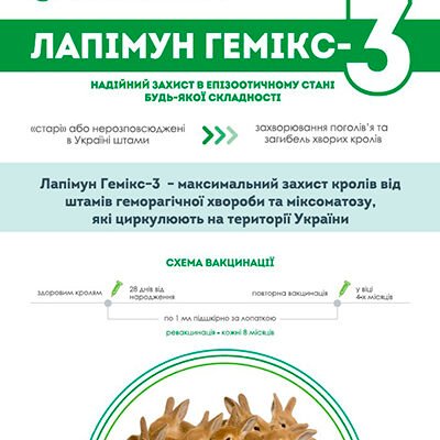 Вакцинація кроликів: Захист від геморагічної хвороби ефективно