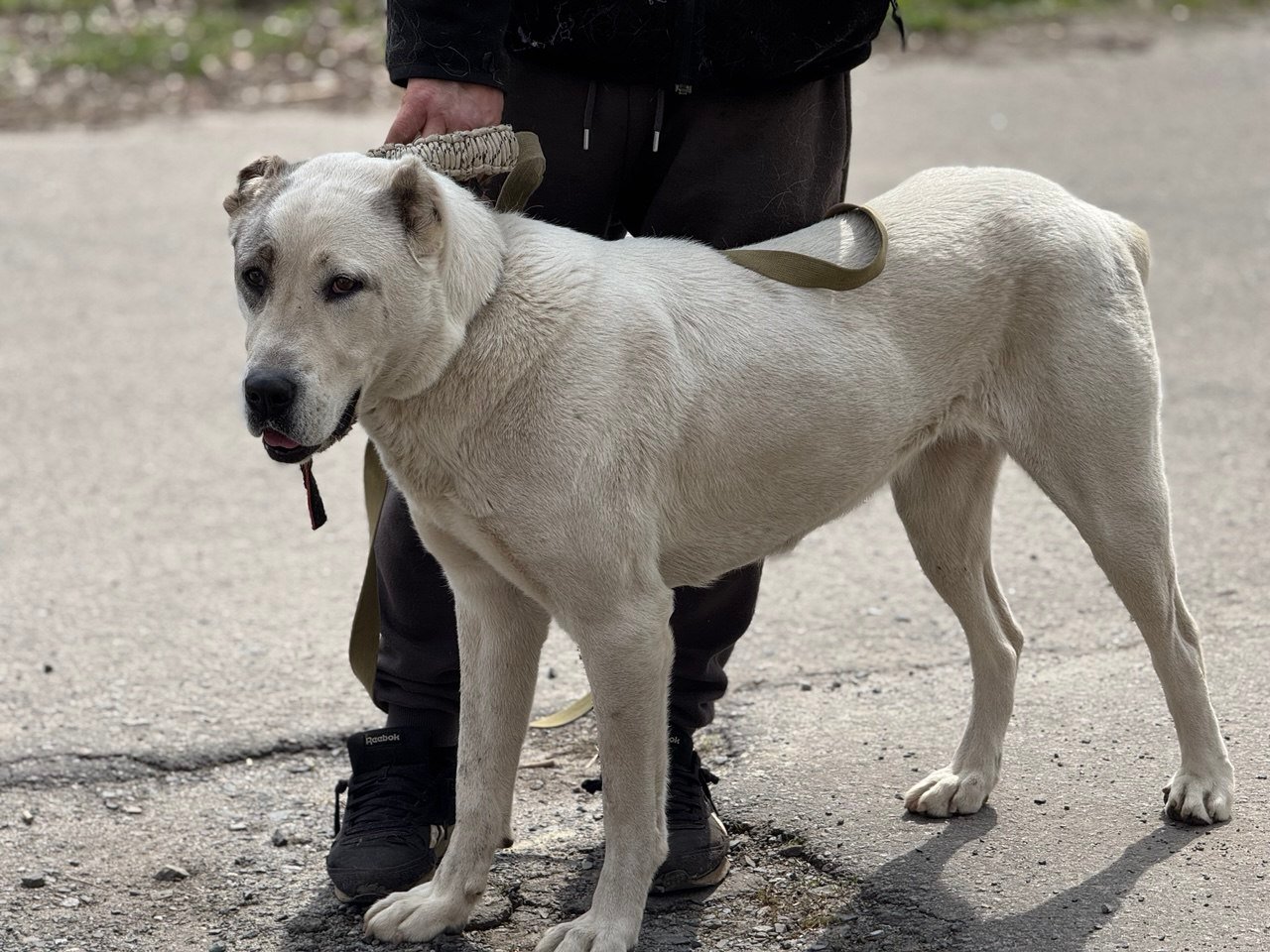 Вакцинація для собак: графік щеплень, схеми та поради щодо підготовки