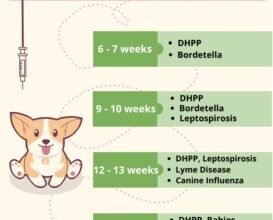 Вакцинація собак від сказу: важливість, графік та рекомендації