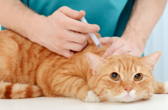 Вакцинація від сказу: важливість щеплення та захисту вашого здоров’я