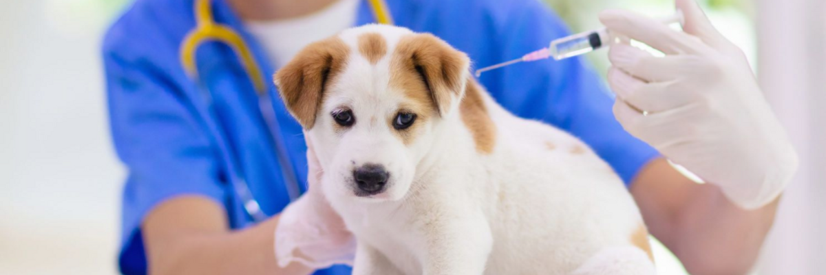 Щеплення від сказу для котів і собак — чи обов'язково робити ...