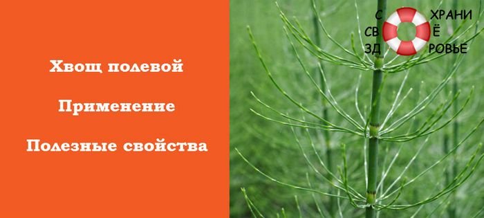 Хвощ польовий. Корисні властивості і протипоказання. Застосування ...