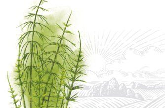 Від чого допомагає хвощ польовий: лікувальні властивості та застосування