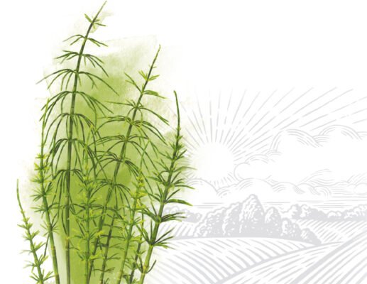 Від чого допомагає хвощ польовий: лікувальні властивості та застосування