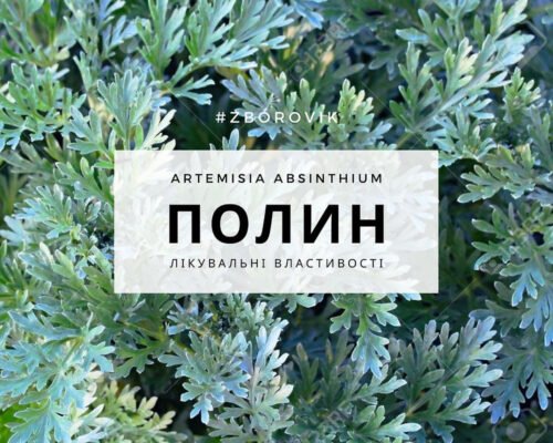 Від чого полин: лікувальні властивості і потенційні ризики для здоров’я