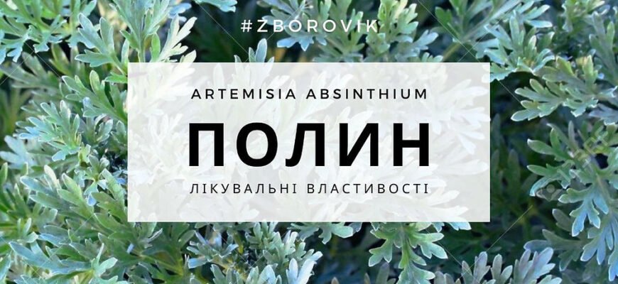Від чого полин: лікувальні властивості і потенційні ризики для здоров’я