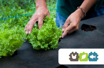 Відгуки про агроволокно: Захист від бур’янів, ефективність і досвід