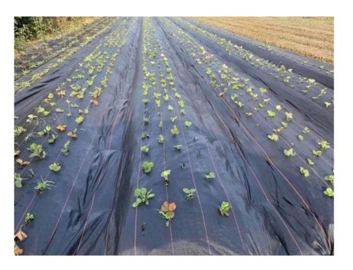 ≡ Агроволокно від бур'янів • Купити в Києві, Україні • Інтернет ...