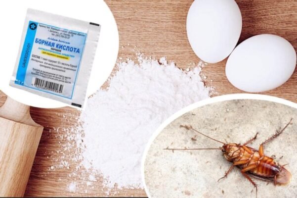 Відгуки про використання борної кислоти для боротьби з тарганами