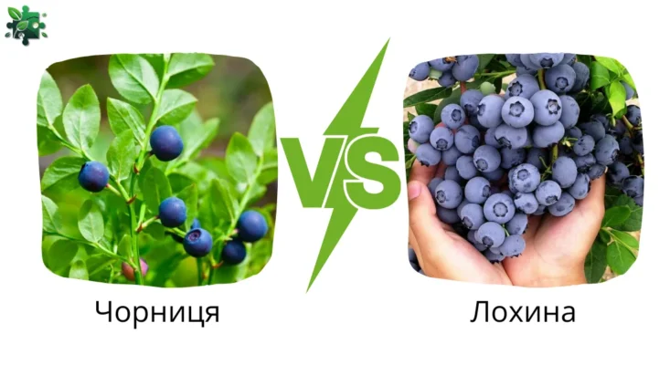Відмінності між лохиною та чорницею: ключові характеристики ягід
