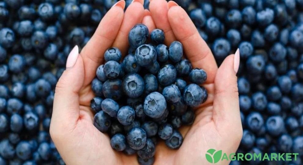 Чорниця чи лохина в чому різниця - корисні статті про садівництво ...