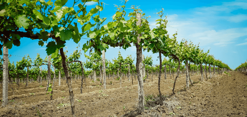 Вирощування винограду: повний гайд від А до Я для садівників