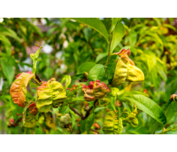 Кучерявість листя персика – Головне управління ...