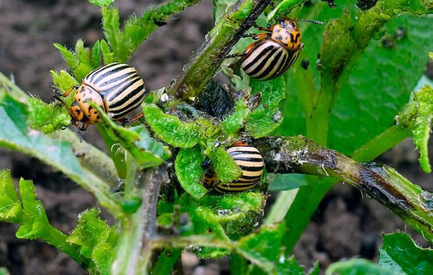Як ефективно кропити картоплю: засоби проти жуків для врожаю