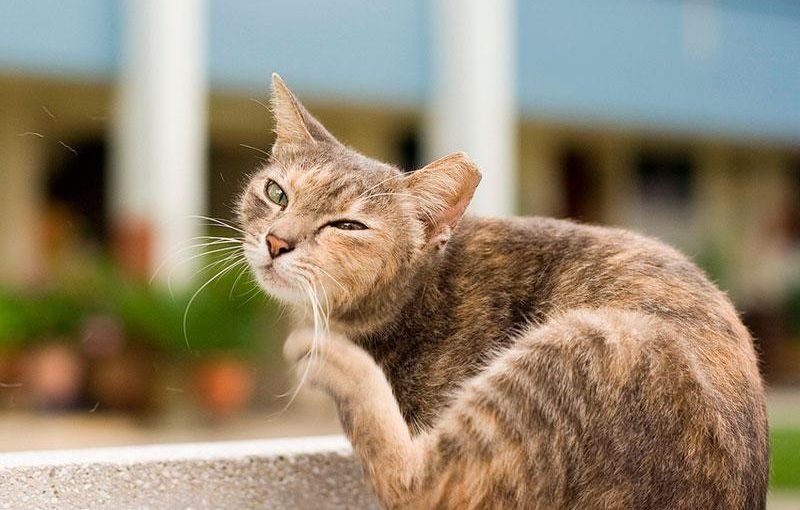 Волосоїди у кота – як визначити зараження і лікувати тварину ...