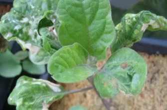 Як ефективно обробити баклажани для захисту від хвороб: поради та засоби