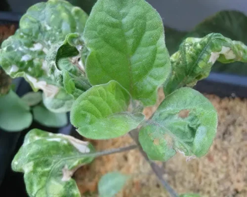 Як ефективно обробити баклажани для захисту від хвороб: поради та засоби