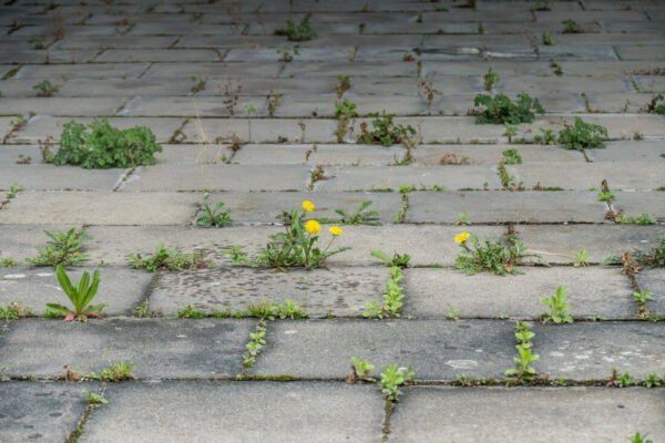 Як ефективно очистити камінь від моху: прості методи та поради