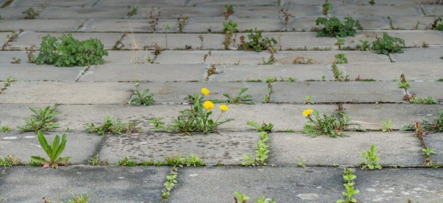 Як ефективно очистити камінь від моху: прості методи та поради