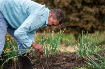 Як ефективно захистити газон від бур’янів: поради та методи боротьби